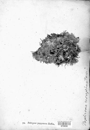 Peltigera papyracea image